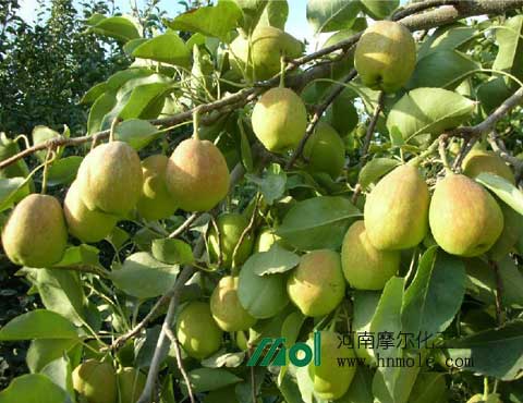 xianglishifei xianglishifei