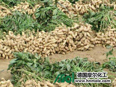 花生施肥 花生施肥