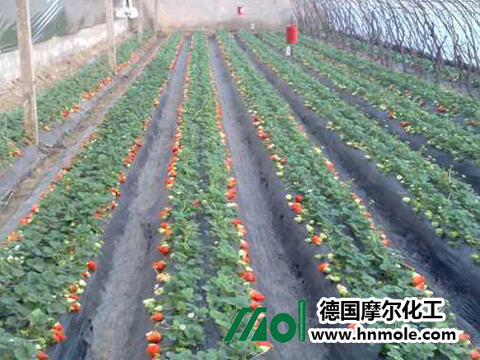 草莓春季施肥 草莓春季施肥
