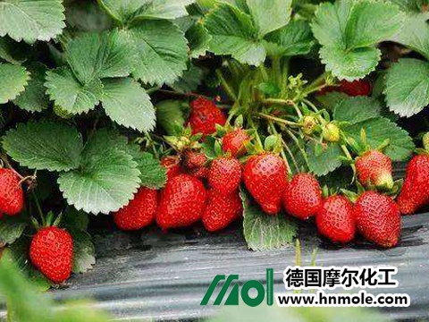 草莓肥害 草莓肥害