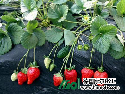 草莓施肥 草莓施肥