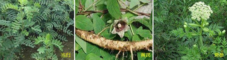 磷酸二氫鉀適用藥材作物 磷酸二氫鉀適用藥材作物