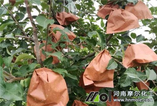 蘋果套完袋施肥 蘋果套完袋施肥