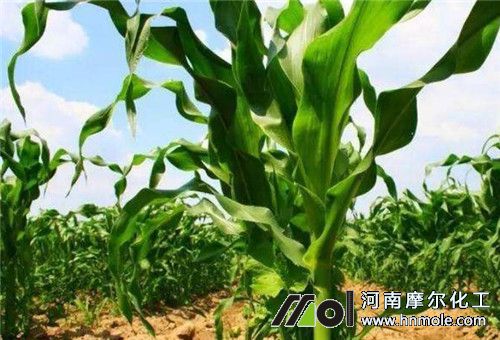 玉米追肥時期 玉米追肥時期