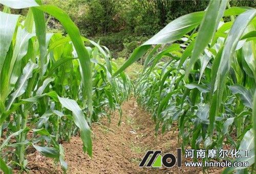 玉米液體肥用法 玉米液體肥用法