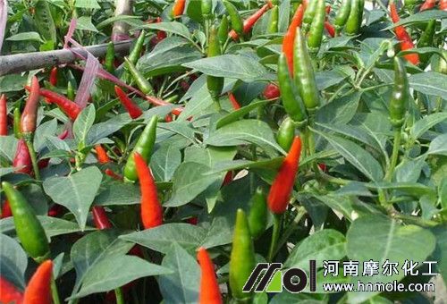 辣椒施微量元素肥效果 辣椒施微量元素肥效果