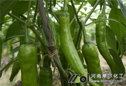 辣椒施微量元素肥效果 辣椒施微量元素肥效果