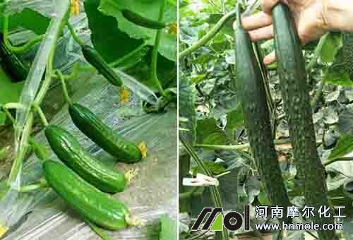 黃瓜大小品種 黃瓜大小品種