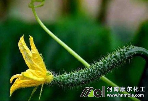黃瓜開花前追施水溶肥 黃瓜開花前追施水溶肥