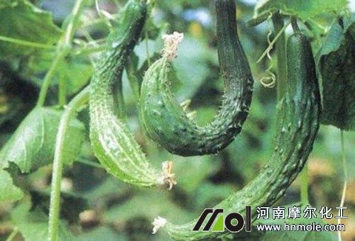 黃瓜生理性病害不長 黃瓜生理性病害不長