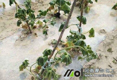 黃瓜干旱果實不長 黃瓜干旱果實不長