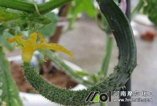黃瓜果實不長原因 黃瓜果實不長原因