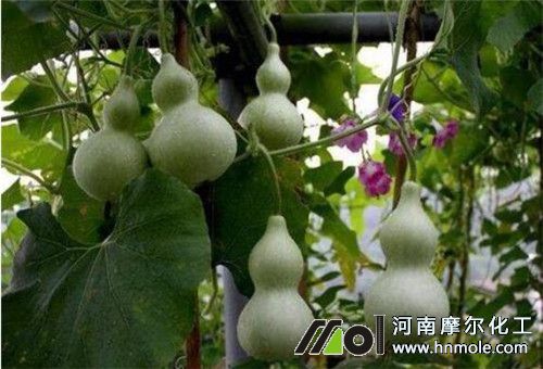 葫蘆種植需肥 葫蘆種植需肥