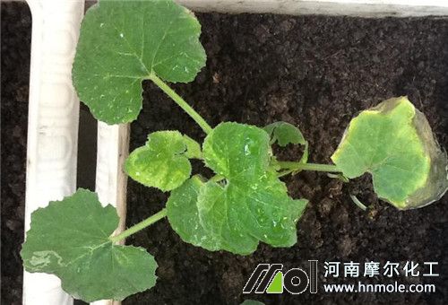 葫蘆苗期追肥 葫蘆苗期追肥