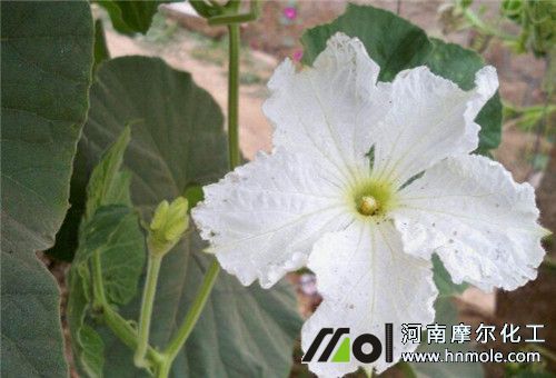 葫蘆開(kāi)花期追肥 葫蘆開(kāi)花期追肥