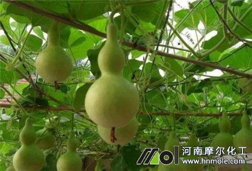 葫蘆結(jié)果期追肥 葫蘆結(jié)果期追肥