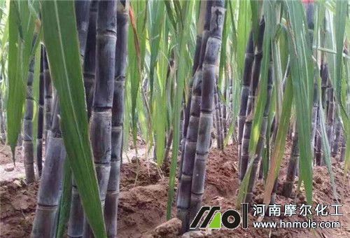 甘蔗種植施肥管理 甘蔗種植施肥管理