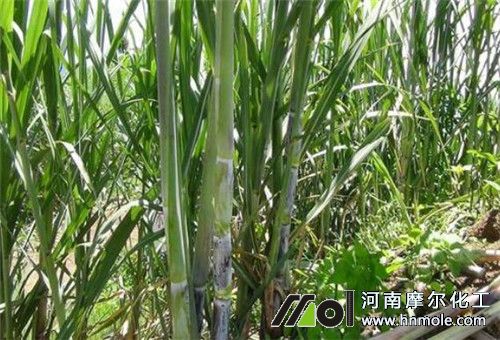 甘蔗中后期追肥 甘蔗中后期追肥