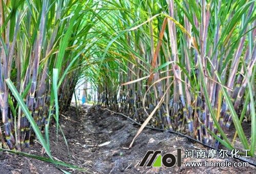甘蔗滴灌追肥 甘蔗滴灌追肥