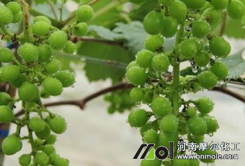 葡萄膨果上色用肥 葡萄膨果上色用肥