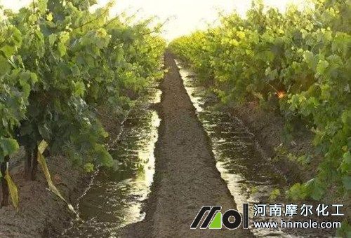 葡萄水溶肥沖施 葡萄水溶肥沖施