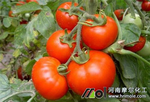 西紅柿施肥頻次 西紅柿施肥頻次