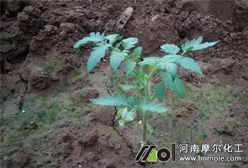 番茄苗期追肥 番茄苗期追肥