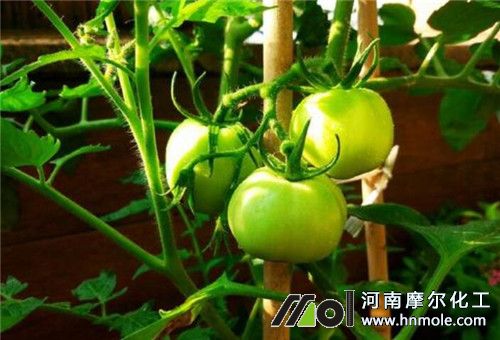 番茄結果期追肥 番茄結果期追肥