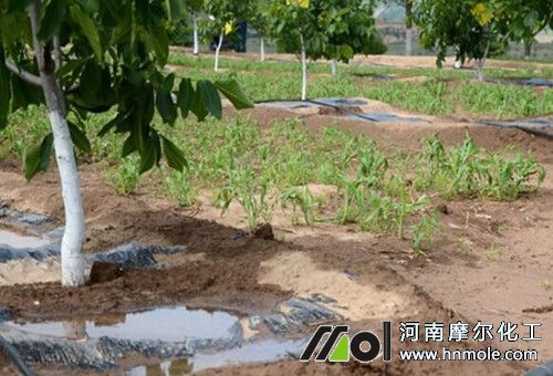 水溶肥使用注意 水溶肥使用注意