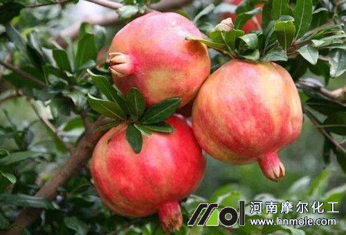 水溶肥在果樹上效果 水溶肥在果樹上效果