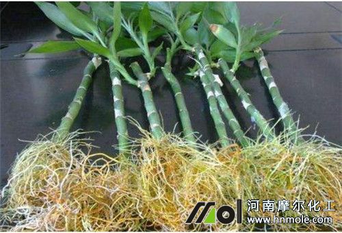 能生根水溶肥料 能生根水溶肥料