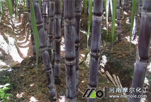 甘蔗施肥 甘蔗施肥