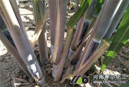 甘蔗分蘗期追肥 甘蔗分蘗期追肥