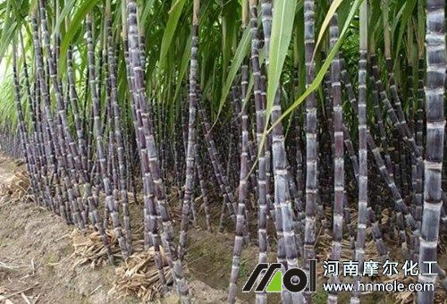 甘蔗壯尾期追肥 甘蔗壯尾期追肥
