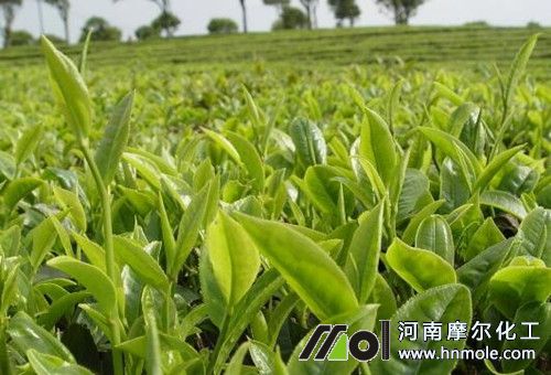 茶樹種植施肥 茶樹種植施肥