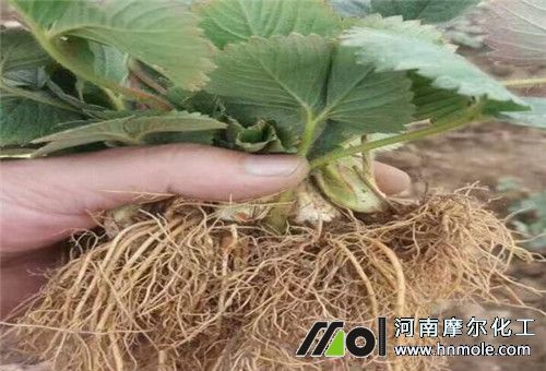 草莓快速生根方法 草莓快速生根方法