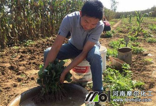 草莓蘸根 草莓蘸根