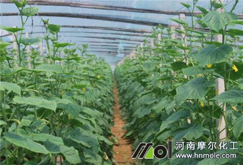 水溶肥適用地方 水溶肥適用地方