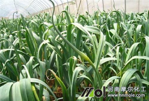 大蒜抽薹期施肥 大蒜抽薹期施肥