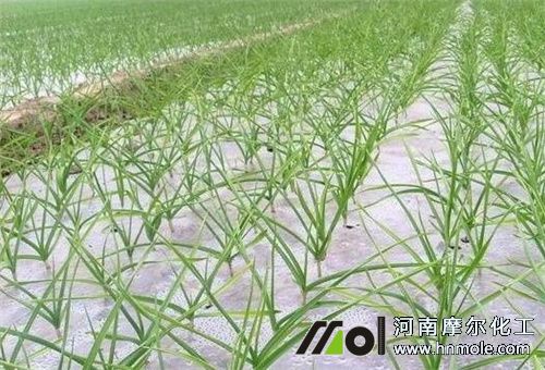 大蒜返青期施肥 大蒜返青期施肥