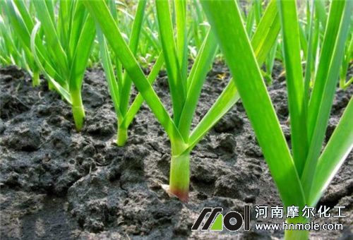 大蒜苗期施肥 大蒜苗期施肥