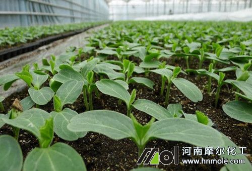 育苗基質使用水溶肥 育苗基質使用水溶肥