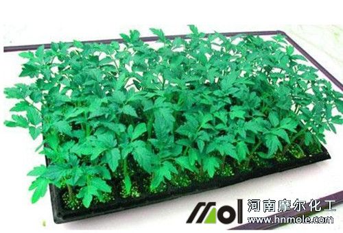 育苗肥使用注意 育苗肥使用注意