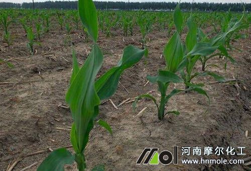 玉米苗期 玉米苗期