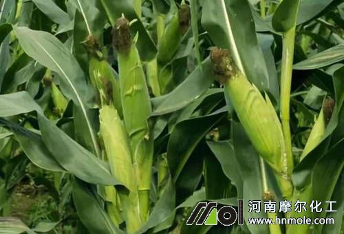 玉米結(jié)穗期 玉米結(jié)穗期