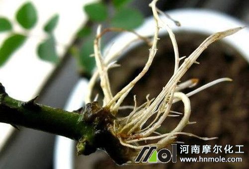 生根肥使用效果 生根肥使用效果