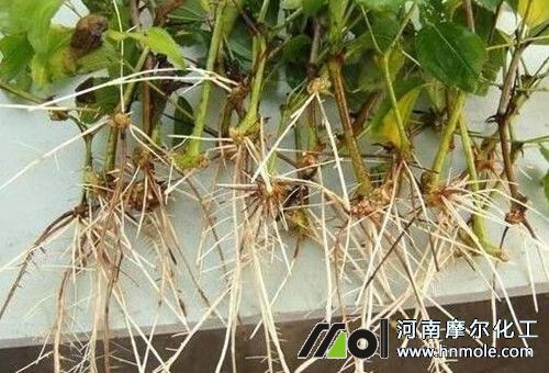 生根肥使用效果 生根肥使用效果