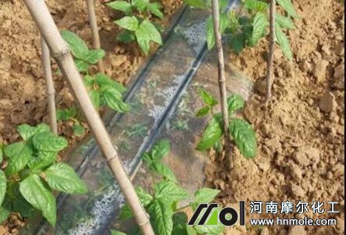 豆角水溶肥滴灌 豆角水溶肥滴灌