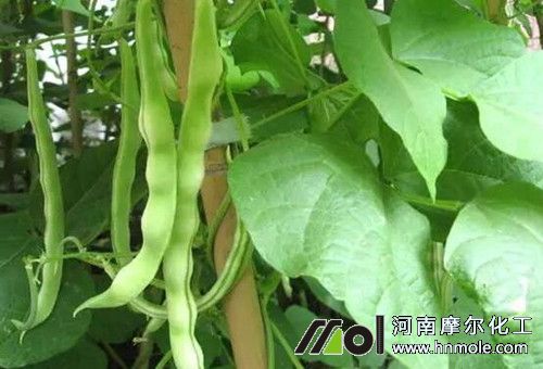 豆角種植施肥 豆角種植施肥
