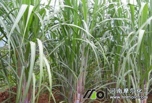 甘蔗種植莖伸期追肥 甘蔗種植莖伸期追肥